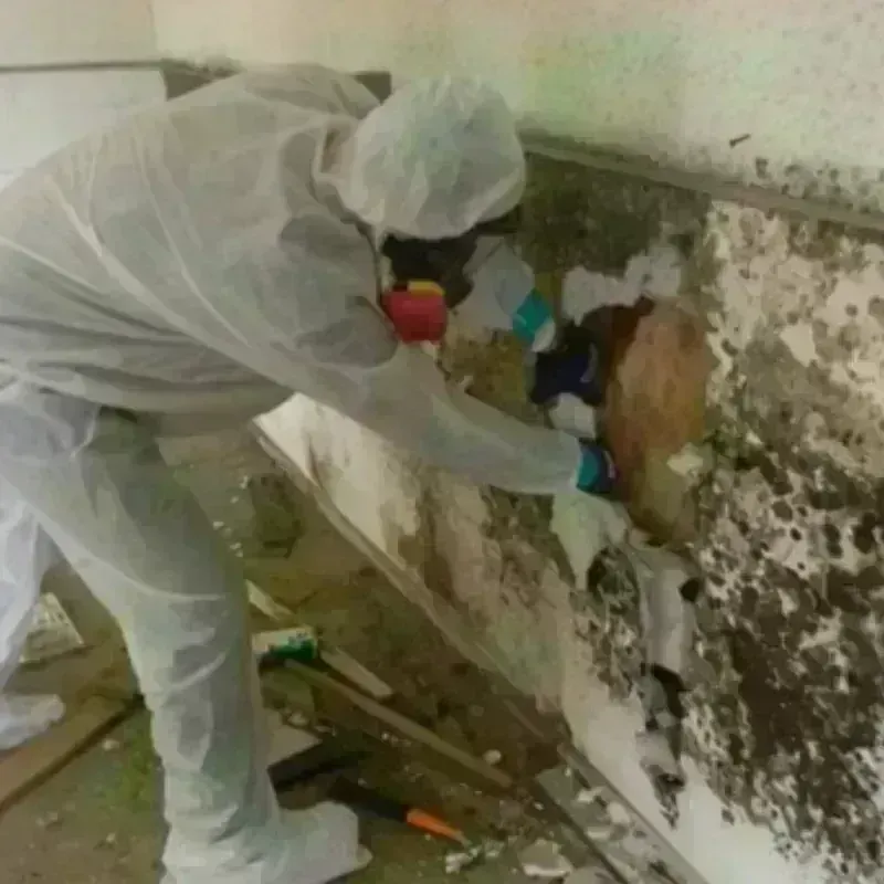 Mold Remediation and Removal in Pulaski County, VA